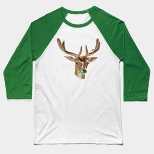 Fallow Buck in velvet Baseball T-Shirt